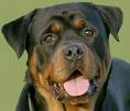 voisi un bo petit rott