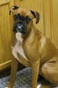 sa c le chien de mes reve avec un otre